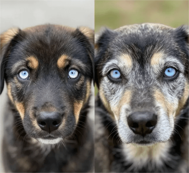 dog eyes age estimation